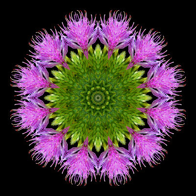 Kaleidoscopic creation done with a wild thistle flower seen 9th July