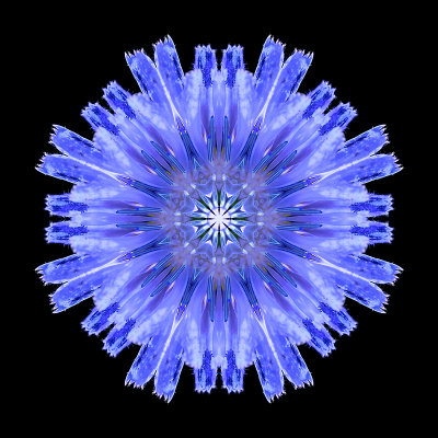 Kaleidoscope created with a wild flower seen in a mountain valley in July 2016