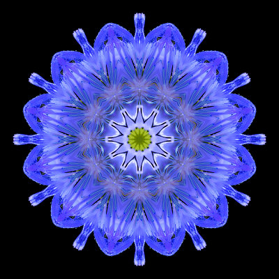 Kaleidoscope created with a wild flower seen in a mountain valley in July 2016