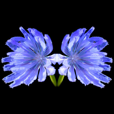 A small blue wild flower mirrored to form a twin element for kaleidoscopic pictures