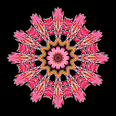 Kaleidoscopic creation done with a small red wild flower seen in a mountain valley