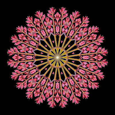 Kaleidoscopic creation done with a small red wild flower seen in a mountain valley