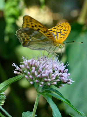 Butterfly seen on a wild flower in the forest