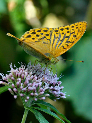 Butterfly seen on a wild flower in the forest