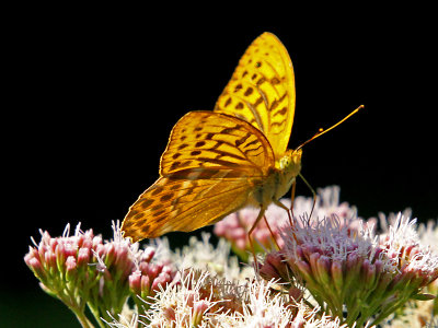 Butterfly seen in the forest one kilometer from where I live