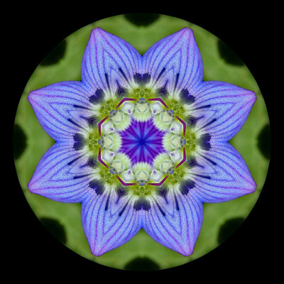 Kaleidoscope created with a small wild flower seen in March