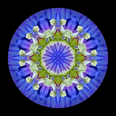 Kaleidoscope created with a small wild flower seen in March