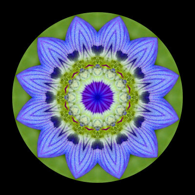 Kaleidoscope created with a small wild flower seen in March