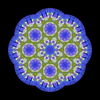 Evolved kaleidoscope created with a small wild flower