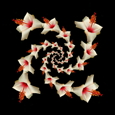 Logarithmic spiral kaleidoscope - 40 times the same flower