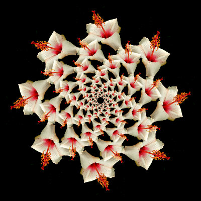 Logarithmic spiral kaleidoscope - 80 times the same flower