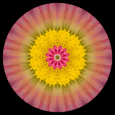 Kaleidoscope created with a small wild flower seen near the mountains in April 2015