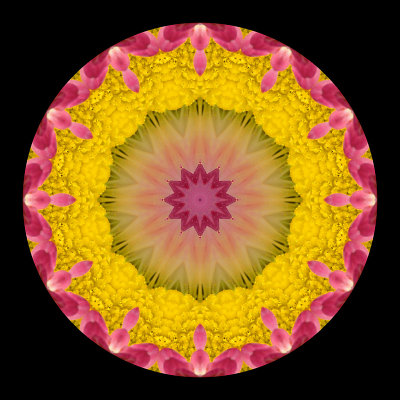 Kaleidoscope created with a small wild flower seen near the mountains in April 2015