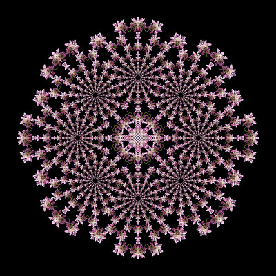 An evolved kaleidoscope done with the combination of 192 flowers