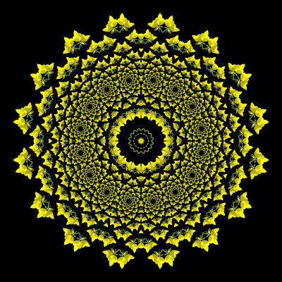 Another evolved kaleidoscope with the small yellow flowers
