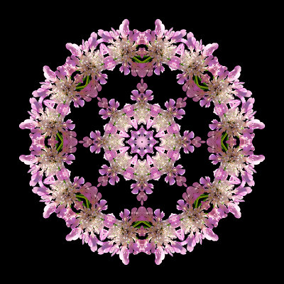 Kaleidoscope created with a wild flower seen in the forest in August