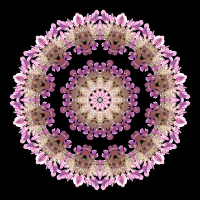 Kaleidoscope created with a wild flower seen in the forest in August