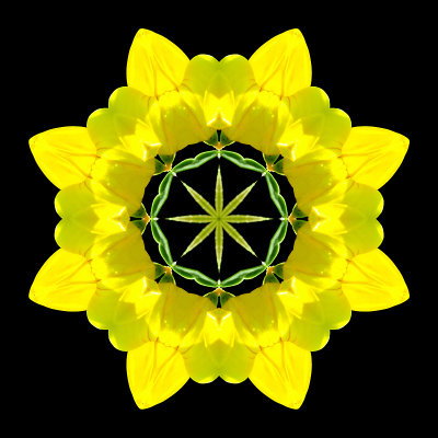 Kaleidoscope created with a small yellow wild flower in August