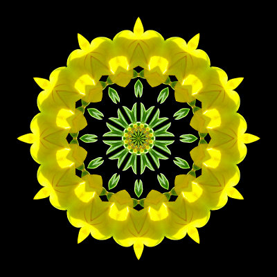 Kaleidoscope created with a small yellow wild flower in August