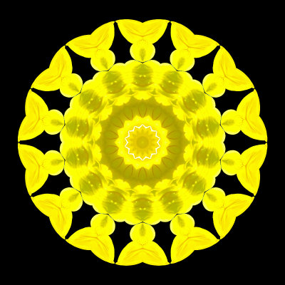 Kaleidoscope created with a small yellow wild flower in August