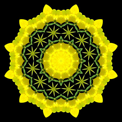 Evolved kaleidoscope created with a small wild flower seen in the forest in August
