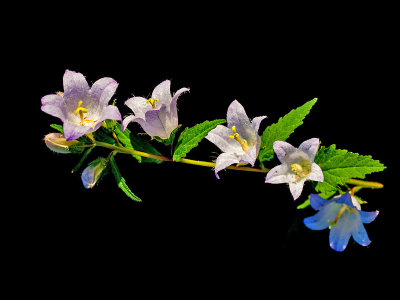 Wild flowers found in the forest in August - used to create kaleidoscopic pictures