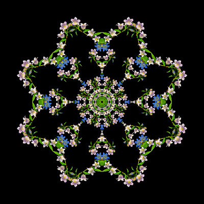  Kaleidoscopic picture created with wild flowers found in the forest in August 