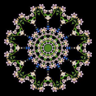 Evolved kaleidoscopic picture created with wild flowers found in the forest.