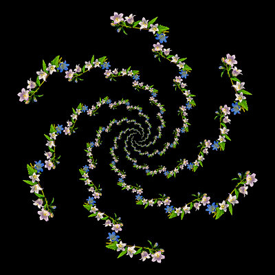 Logarithmic spiral kaleidoscope with six arms created with wild flowers seen in the forest in August.