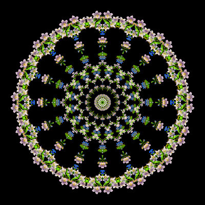 Evolved kaleidoscopic picture created with wild flowers found in the forest.