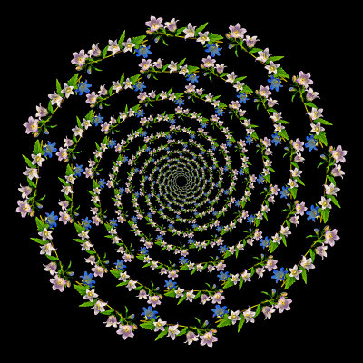 Logarithmic spiral kaleidoscope with twelve arms created with wild flowers seen in the forest in August.