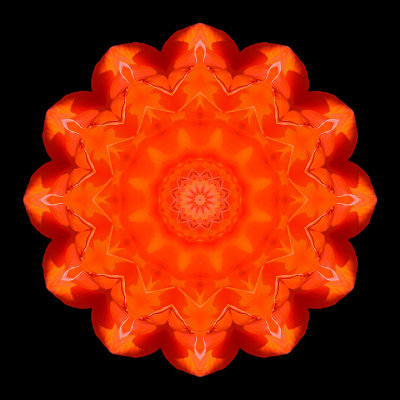 Kaleidoscope created with an orange rose