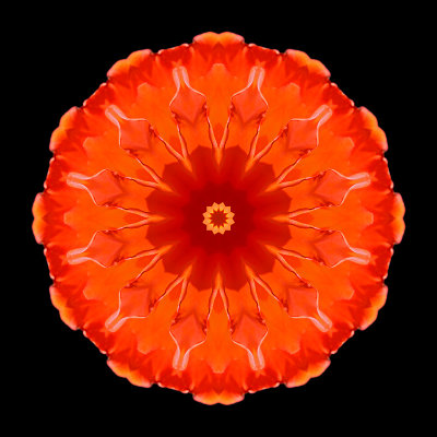 Kaleidoscope created with an orange rose