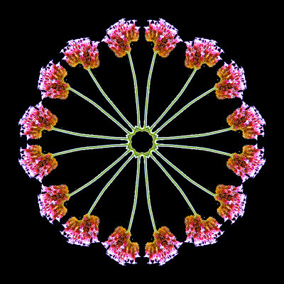 Kaleidoscope created with a flower seen in Thun