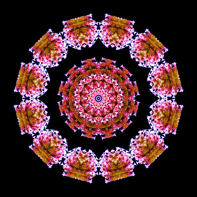 Kaleidoscope created with a flower seen in Thun