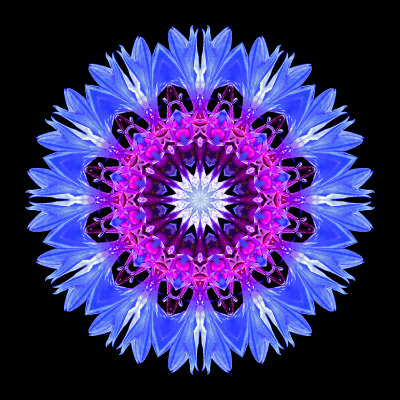Kaleidoscopic creation done with a wild flower seen in July