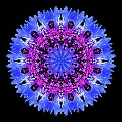 Kaleidoscopic creation done with a wild flower seen in July