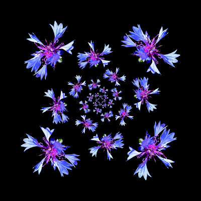 Simple four-fold logarithmic spiral kaleidoscope with a wild flower