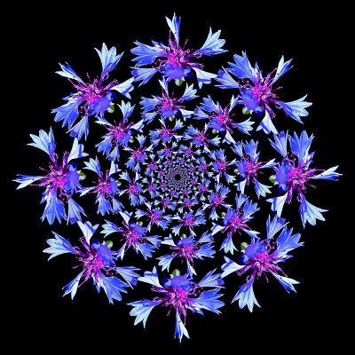 Logrithmic kaleidoscope using 80 times the same wild flower