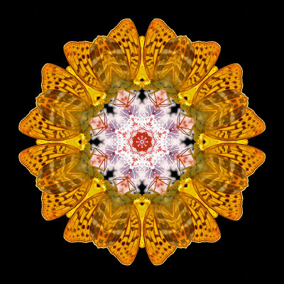 Kaleidoscope created with a picture of a butterfly sitting on a wild flower in the forest in July