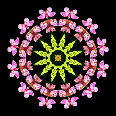 Kaleidoscope created with a wild flower seen in May