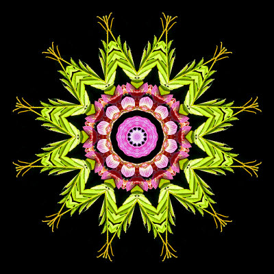 Kaleidoscope created with a wild flower seen in May