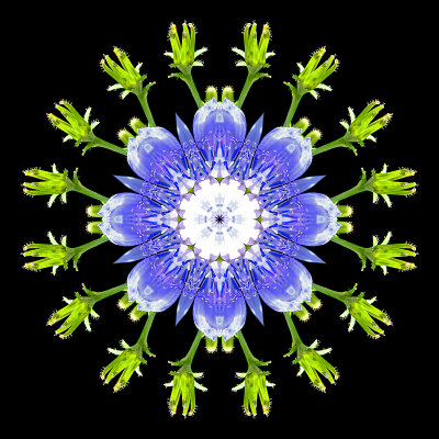 Kaleidoscope created with a wild flower seen in September