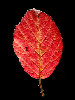 A leaf seen in October 2017 I used to create some logarithmic kaleidoscopes