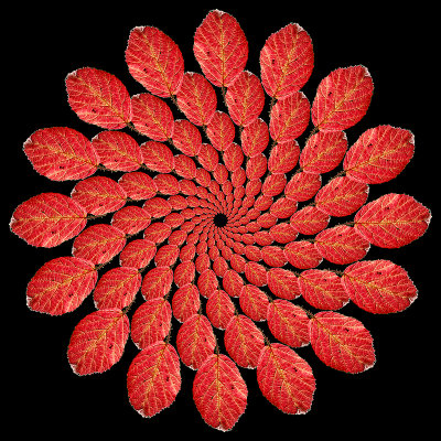 A logarithmic spiral kaleidoscope with 10 x 16 copies of the same red leaf.