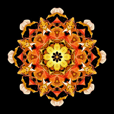 Kaleidoscope created from autumn leaves on a bush in October