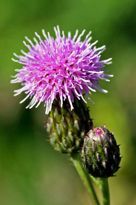 Thistle in October