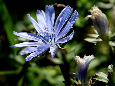 Blue beauty in October