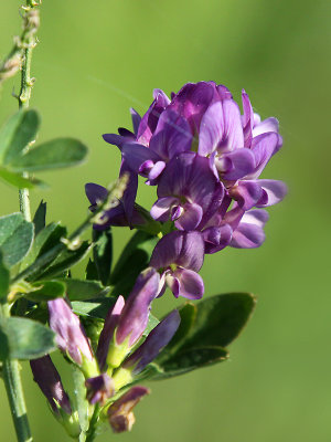 Violet wild flower in October