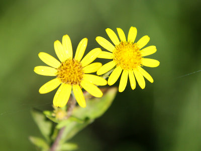 Yellow wild flowers in October